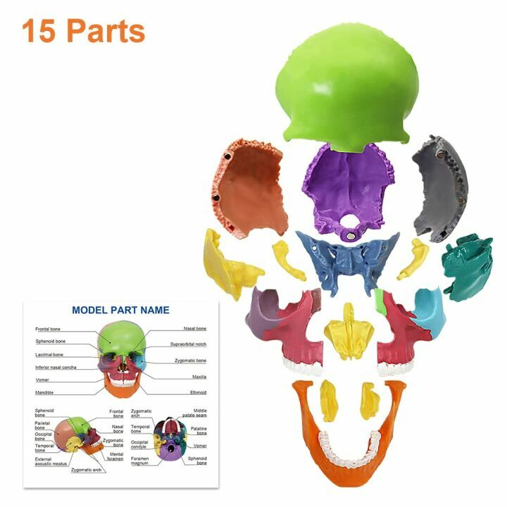 Colorful 15-Parts Anatomy Skull Model for Education