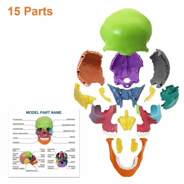 Colorful 15-Parts Anatomy Skull Model for Education