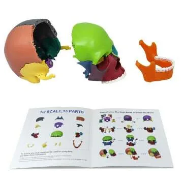 Colorful 15-Parts Anatomy Skull Model for Education