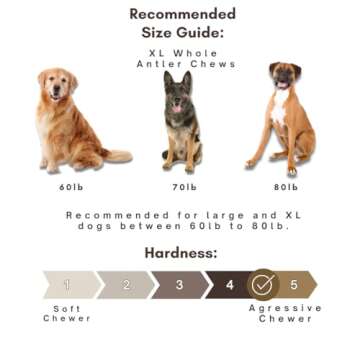 WhiteTail Naturals - Deer Antlers for Large Dogs - (1 Pack - Extra Large) - All Natural Dog Antler- Naturally Shed, Long Lasting Chew Bone, Crafted in USA for Aggressive Chewers