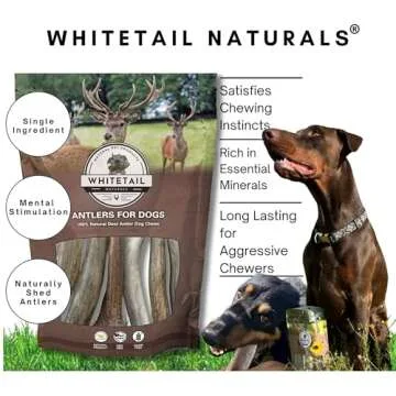 WhiteTail Naturals - Deer Antlers for Large Dogs - (1 Pack - Extra Large) - All Natural Dog Antler- Naturally Shed, Long Lasting Chew Bone, Crafted in USA for Aggressive Chewers