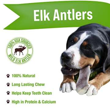Buck Bone Organics Dog Chews, Elk Antlers for Dogs, Long Lasting Dog Bones for Aggressive Chewers, All Natural, No Preservatives, Wild Shed in The USA (Jumbo)