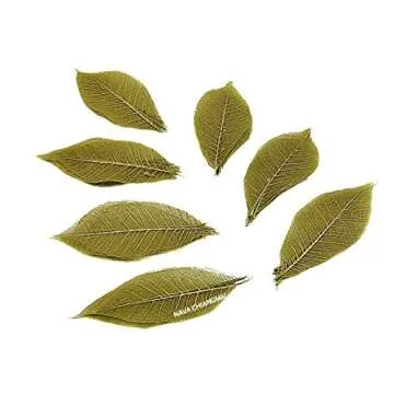 NAVA CHIANGMAI Rubber Tree Leaves - Pack of 100 Skeleton Leaves Decorative DIY Craft , Artificial Le...