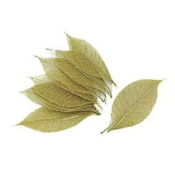 NAVA CHIANGMAI Rubber Tree Leaves - Pack of 100 Skeleton Leaves Decorative DIY Craft , Artificial Leaves Craft Card Scrapbook DIY Handmade Embellishment Decoration Art (Gold)