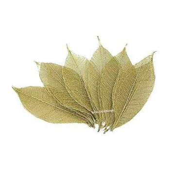 NAVA CHIANGMAI Rubber Tree Leaves - Pack of 100 Skeleton Leaves Decorative DIY Craft , Artificial Leaves Craft Card Scrapbook DIY Handmade Embellishment Decoration Art (Gold)