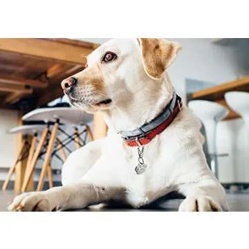 Chyobo Quick Clips for Dog Tags - Stainless Steel Convenience
