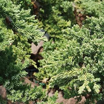 Brussel's Bonsai Live Green Mound Juniper Bonsai Tree - Medium, 5 Year, 6 to 10 Inches - Outdoor Bonsai Tree Live with Bonsai Pot