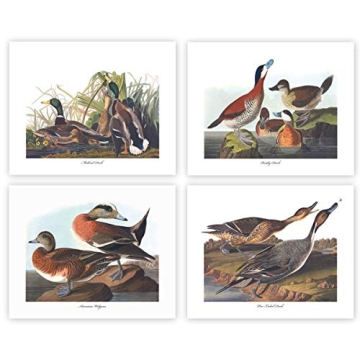 Duck Art - 8x10 Inch Audubon Bird Prints, Country Home Decor, Set of 4 - Unframed