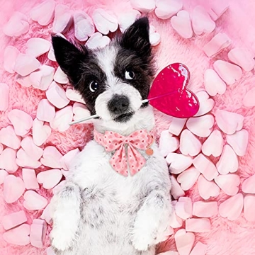 Stylish UP URARA PUP Valentine Dog Collar with Bow Tie
