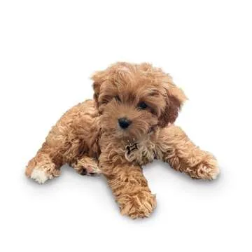 Nostalgia MyMini Dog Treats Maker for Healthy Puppy Treats