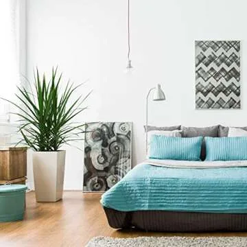 Costa Farms Dracaena Marginata Magenta Indoor Plant 3 to 4 feet