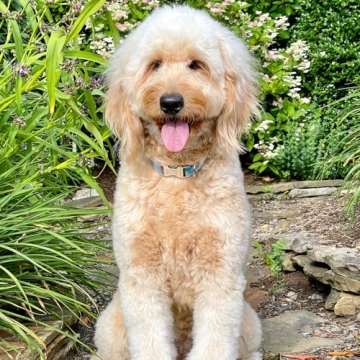 Personalized Pastel Rainbow Dog Collar with Engraved Buckle