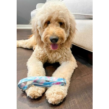 Personalized Pastel Rainbow Dog Collar with Engraved Buckle