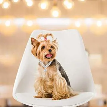 EXPAWLORER Sparkling Rhinestone Dog Collar 9-13in