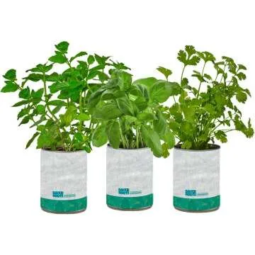 Complete Kitchen Garden Herb Seed Kit - Basil, Mint & Cilantro