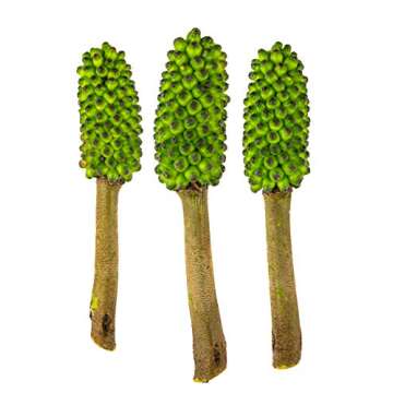 Cape Crystal Konjac Gum Premium Glucomannan Thickener 14 Oz