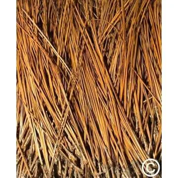 Long Leaf Pine Needles for Basket Making - 8oz