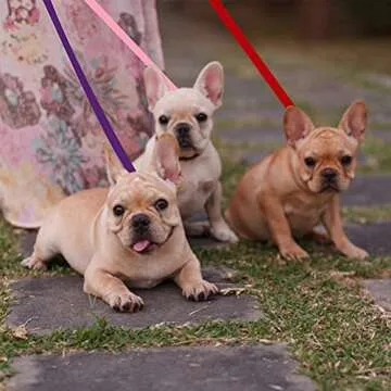 HOMIMP Slip Lead Dog Leash 6 FT- 8 PCS Bulk Colors Kennel Control Leashes for Small Medium Large Dogs Puppy Animal Rescue, Grooming - Heavy Duty Strong Nylon 6 Foot Long for Shelter, Vet, Training