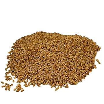 Wheatland™ Organic Hard Red Wheat Berries • 20lb Bucket, Sealed in Mylar • Emergency Food Storage • Grown by Family Farmers in Utah/Idaho • 25 yr. Shelf Life • Sproutable • Certified Organic