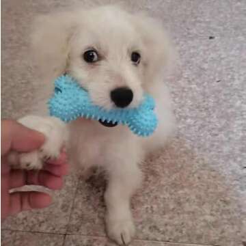 CAMITER 7pcs Colorful Dog Chew Toys Set for Puppies