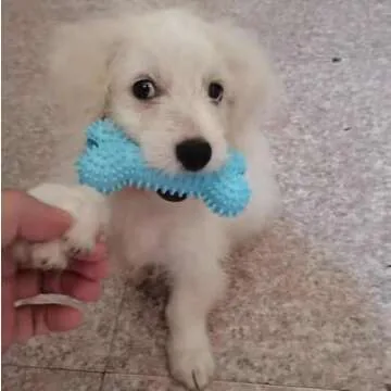 CAMITER 7pcs Colorful Dog Chew Toys Set for Puppies