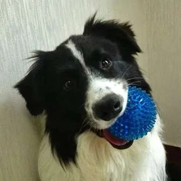 Bouncy Floating Teeth Cleaning Spiky Ball for Dogs
