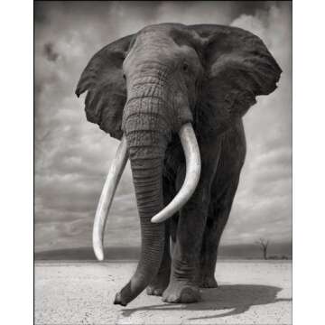 Across the Ravaged Land