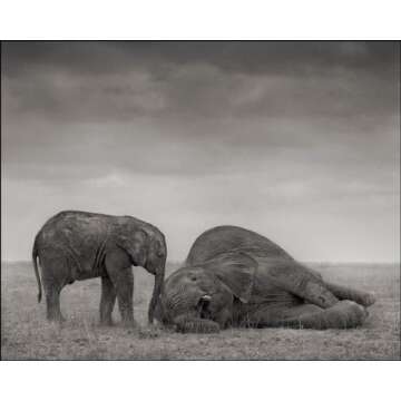 Across the Ravaged Land