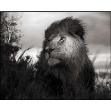 Across the Ravaged Land