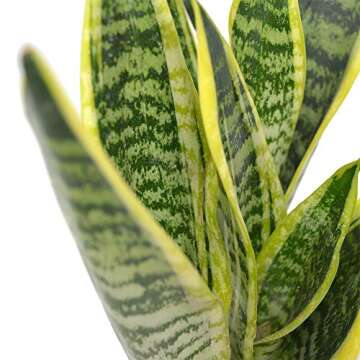 Stylish Sansevieria Trifasciata Snake Plant - Easy Care Greenery