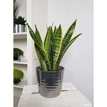 Stylish Sansevieria Trifasciata Snake Plant - Easy Care Greenery