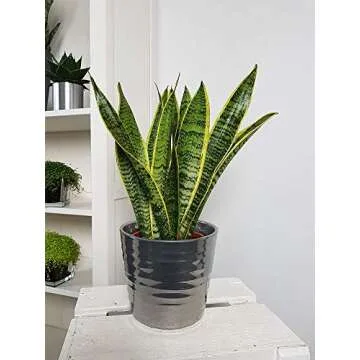 Stylish Sansevieria Trifasciata Snake Plant - Easy Care Greenery