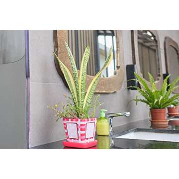 Stylish Sansevieria Trifasciata Snake Plant - Easy Care Greenery