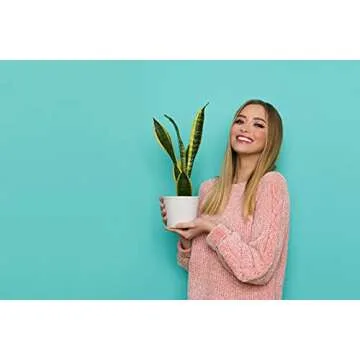 Stylish Sansevieria Trifasciata Snake Plant - Easy Care Greenery