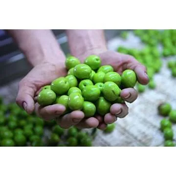 Gaea Snack Pack Pitted Green Olives with Oregano and Lemon Juice - 1 oz (Pack of 10) …