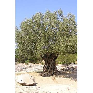 Gaea Snack Pack Pitted Green Olives with Oregano and Lemon Juice - 1 oz (Pack of 10) …