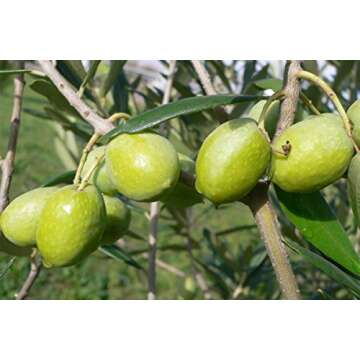 Gaea Snack Pack Pitted Green Olives with Oregano and Lemon Juice - 1 oz (Pack of 10) …