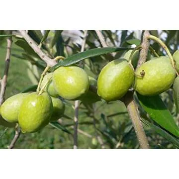 Gaea Snack Pack Pitted Green Olives with Oregano and Lemon Juice - 1 oz (Pack of 10) …