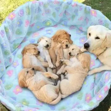 pranovo Dog Whelping Box Cover for Puppy Birth Whelping Pool Box Bed Cover