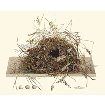 Vintage Antique Bird Nest Eggs Prints Wall Art Set of 9 Outdoor Forest Nature Rustic Farmhouse Cottage Interior Design Neutral Colors Home Decor to Frame LoveThePrint