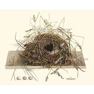 Vintage Antique Bird Nest Eggs Prints Wall Art Set of 9 Outdoor Forest Nature Rustic Farmhouse Cottage Interior Design Neutral Colors Home Decor to Frame LoveThePrint