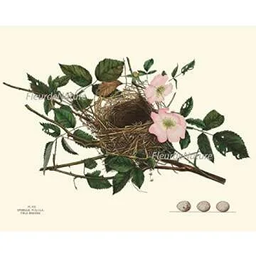 Vintage Antique Bird Nest Eggs Prints Wall Art Set of 9 Outdoor Forest Nature Rustic Farmhouse Cottage Interior Design Neutral Colors Home Decor to Frame LoveThePrint