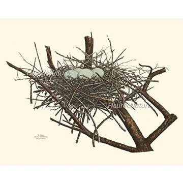 Vintage Antique Bird Nest Eggs Prints Wall Art Set of 9 Outdoor Forest Nature Rustic Farmhouse Cottage Interior Design Neutral Colors Home Decor to Frame LoveThePrint
