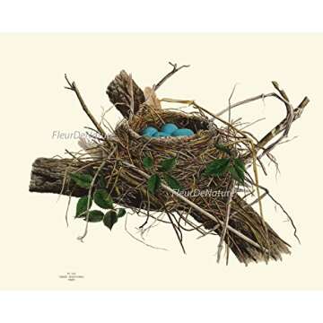 Vintage Antique Bird Nest Eggs Prints Wall Art Set of 9 Outdoor Forest Nature Rustic Farmhouse Cottage Interior Design Neutral Colors Home Decor to Frame LoveThePrint