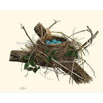 Vintage Antique Bird Nest Eggs Prints Wall Art Set of 9 Outdoor Forest Nature Rustic Farmhouse Cottage Interior Design Neutral Colors Home Decor to Frame LoveThePrint