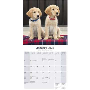 Golden Retriever Calendar 2025 | 16 Month Wall Calendar