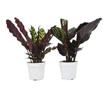 2 Calathea Variety Pack for Indoor Plants - Care Guide Included