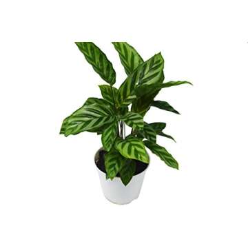 2 Calathea Variety Pack for Indoor Plants - Care Guide Included