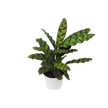 2 Calathea Variety Pack for Indoor Plants - Care Guide Included