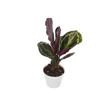 2 Calathea Variety Pack for Indoor Plants - Care Guide Included